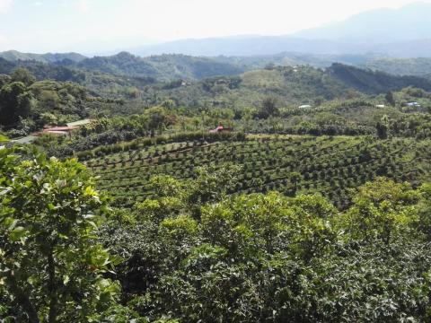 Obras de conservación en siembra de café