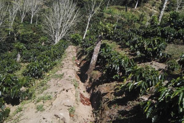 Obras de conservación en siembra de café