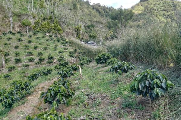 Obras de conservación en siembra de café