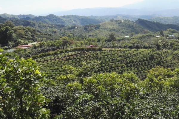 Obras de conservación en siembra de café