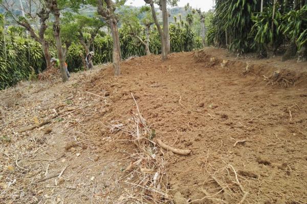 Obras de conservación en siembra de café