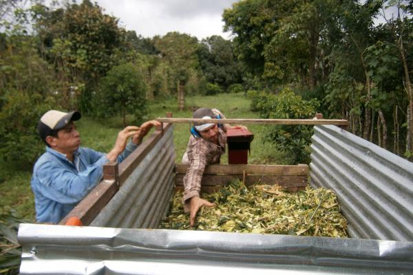 Prácticas silvopastoriles y ganadería