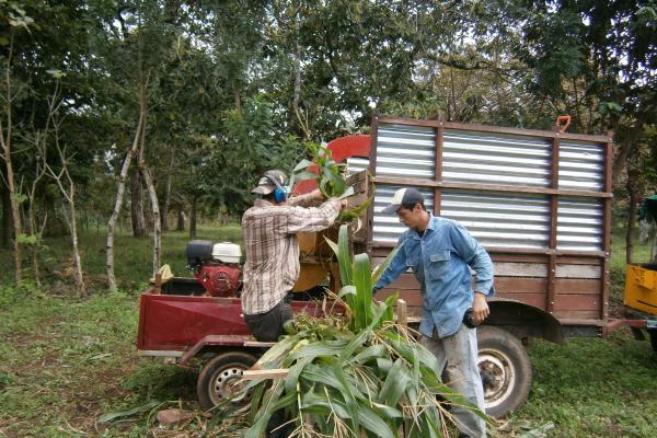 Prácticas silvopastoriles y ganadería