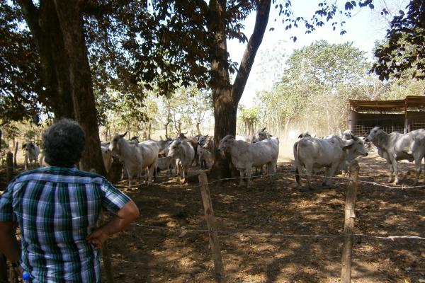 Prácticas silvopastoriles y ganadería - Semi estabulado